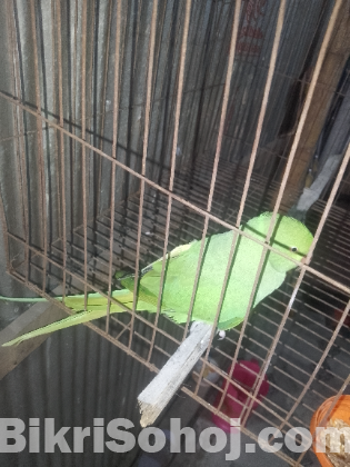 ইন্ডিয়ান রিংনেট টিয়া